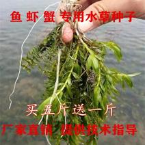 鱼塘水草种子批发四季