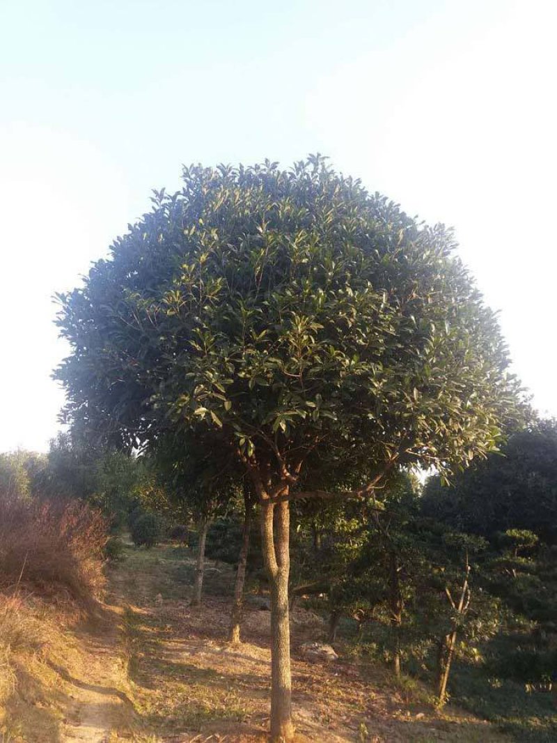 湖北咸宁桂花树苗根系发达存活率高农户直销价格实惠
