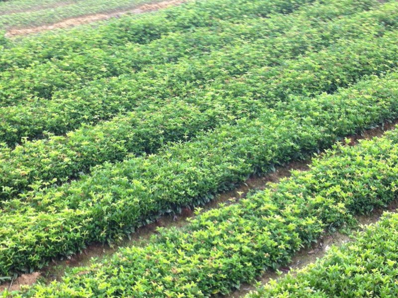 湖北咸宁桂花树苗根系发达存活率高农户直销价格实惠