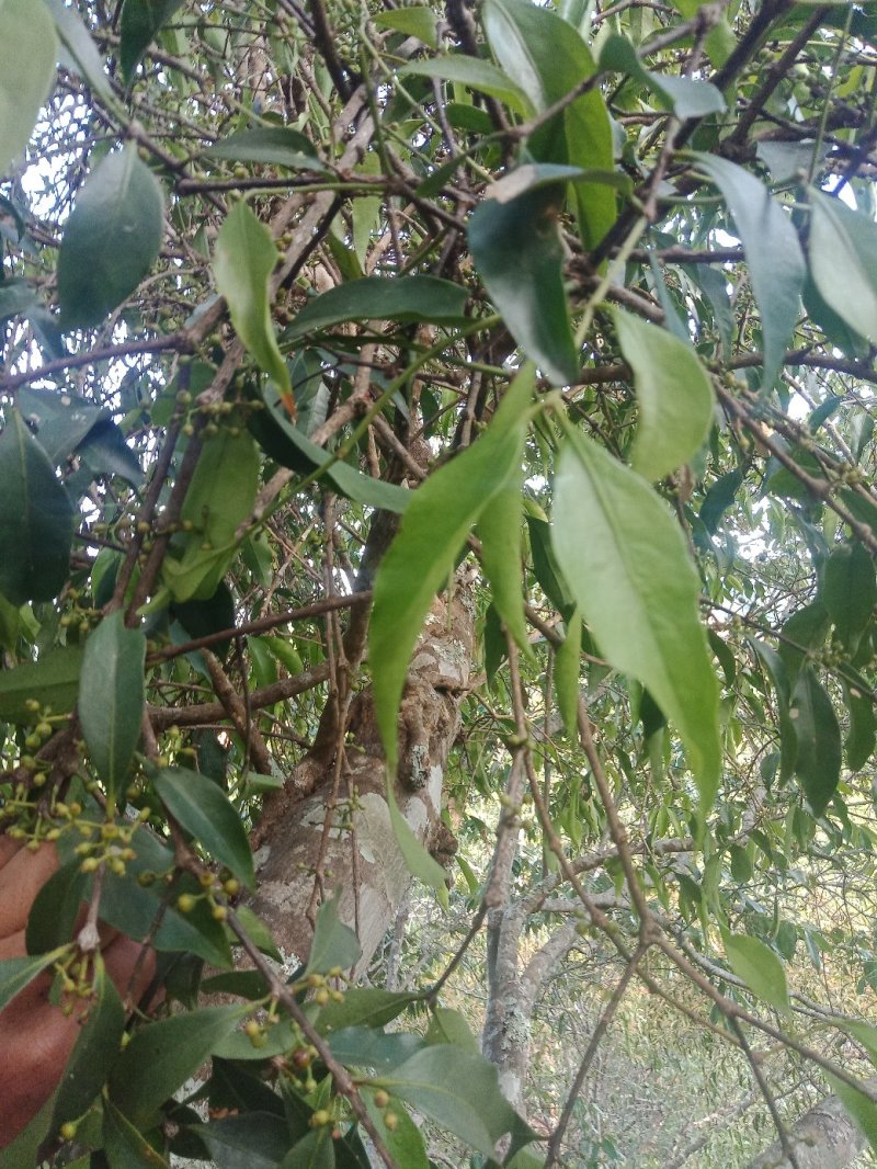 核桃《鲜货。》