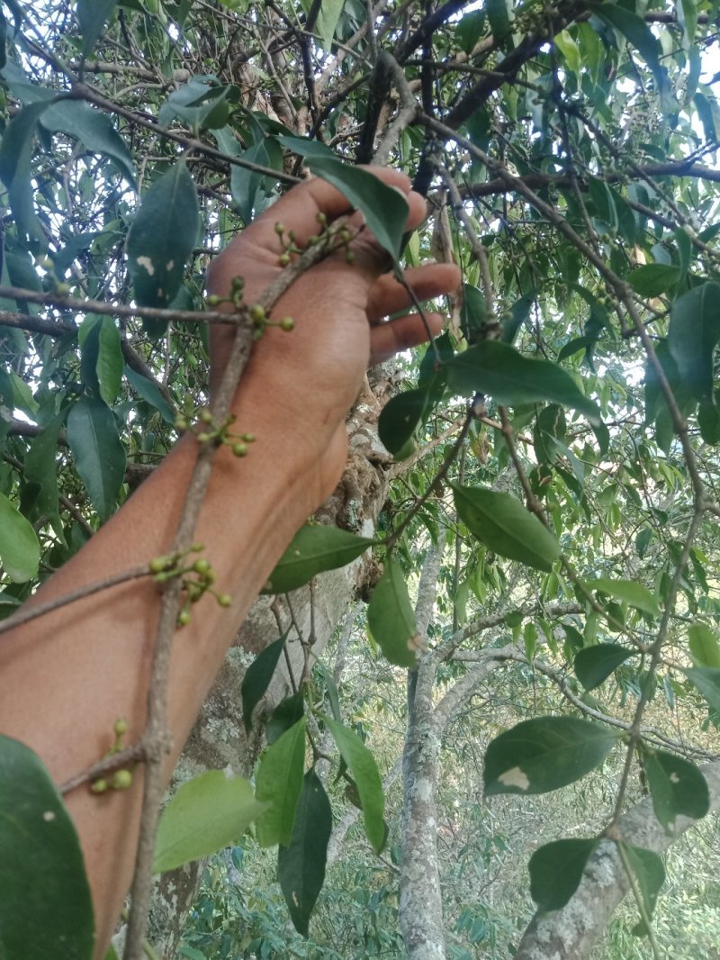 核桃《鲜货。》