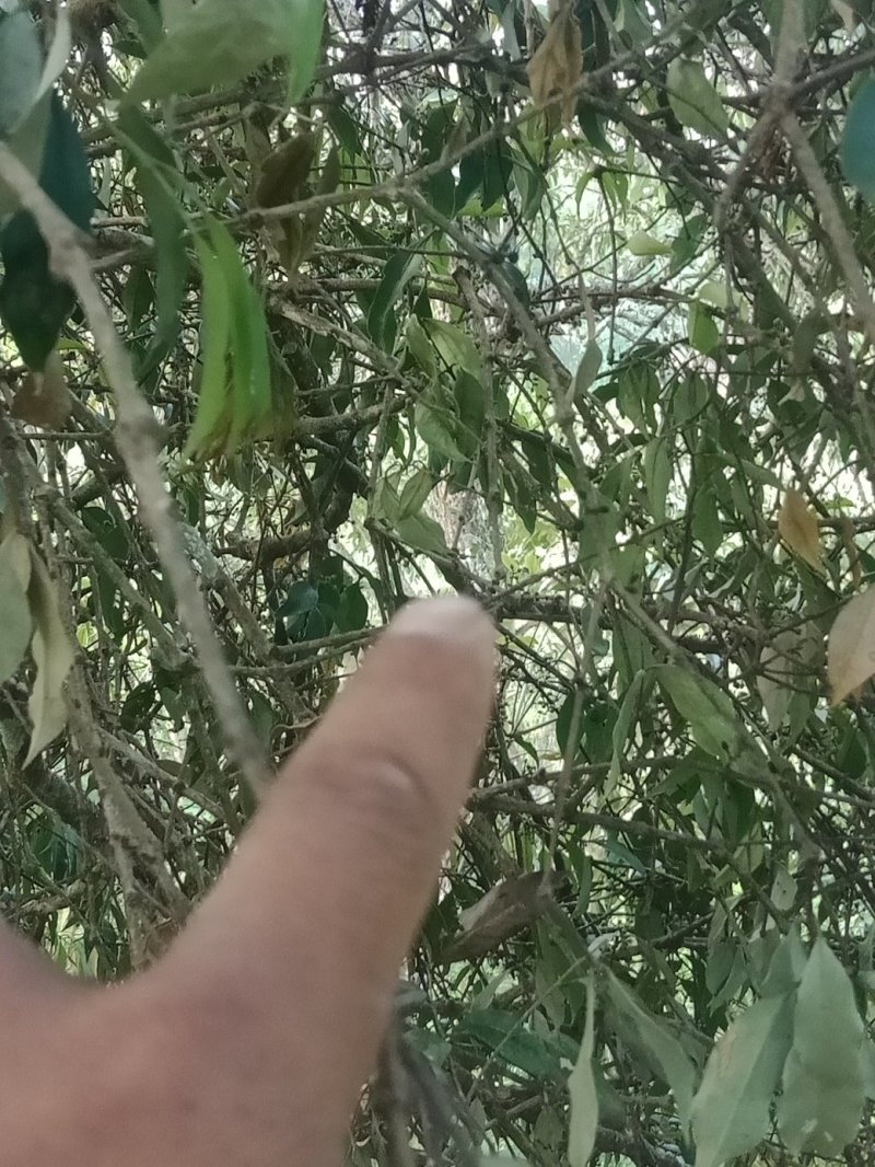 核桃《鲜货。》