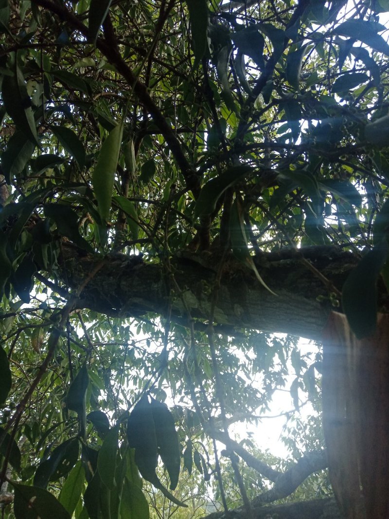 核桃《鲜货。》