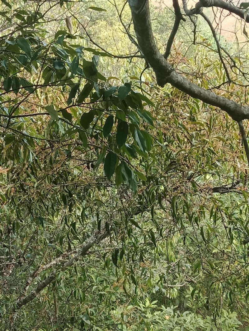 核桃《鲜货。》