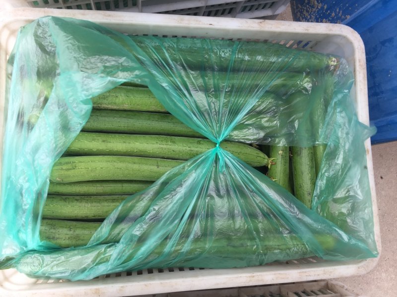 精品丝瓜