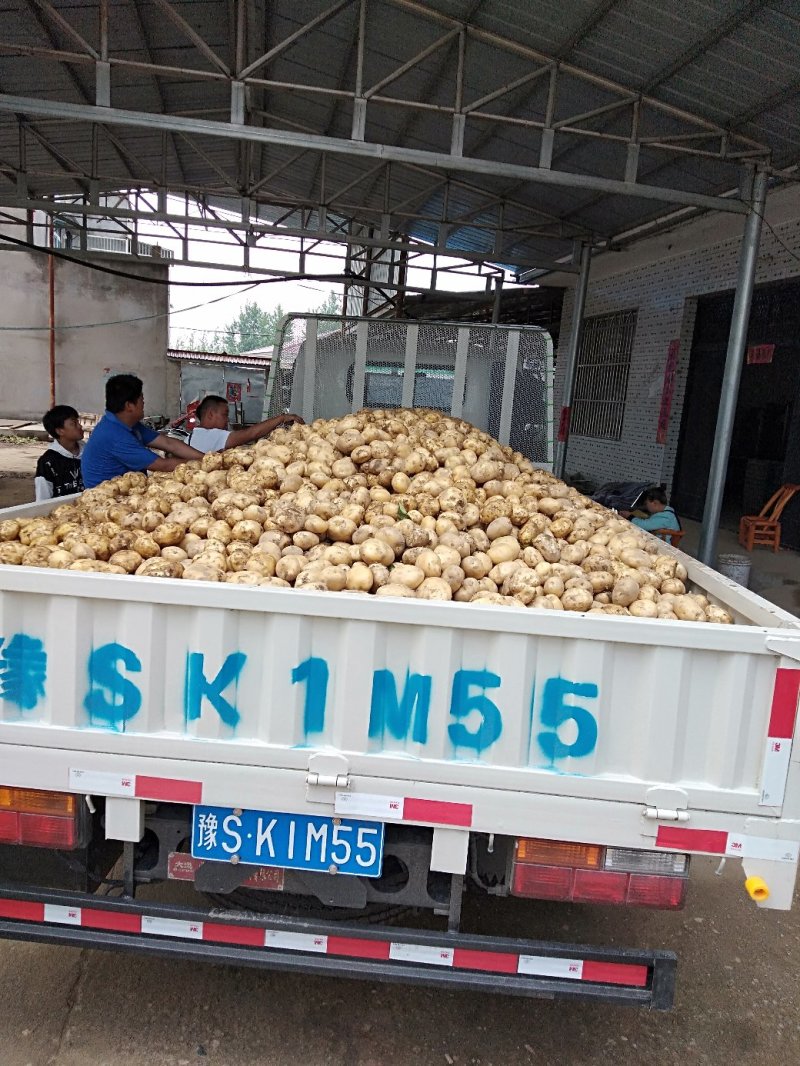 沃土5号，质量好，货源充足。