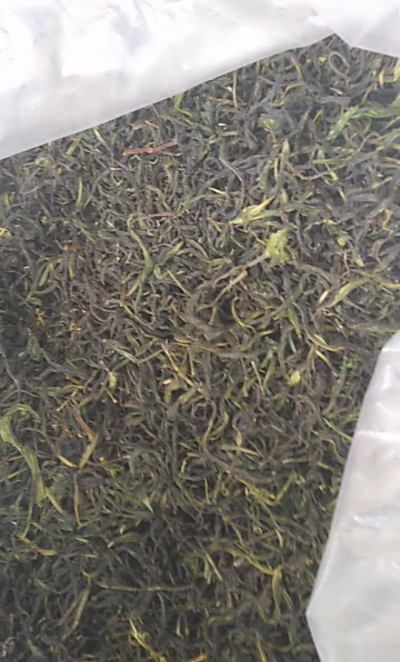 高山野茶