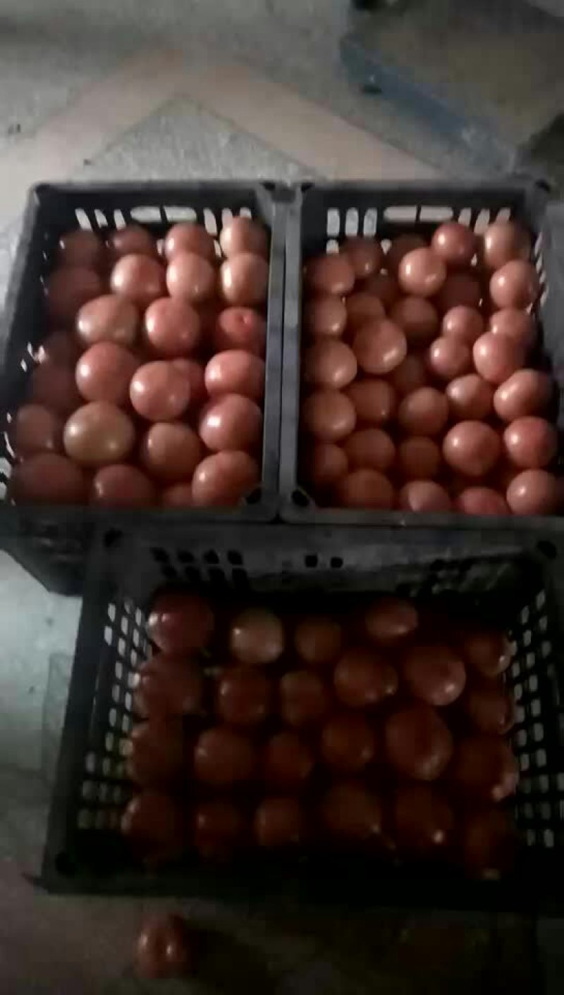 硬粉西红柿