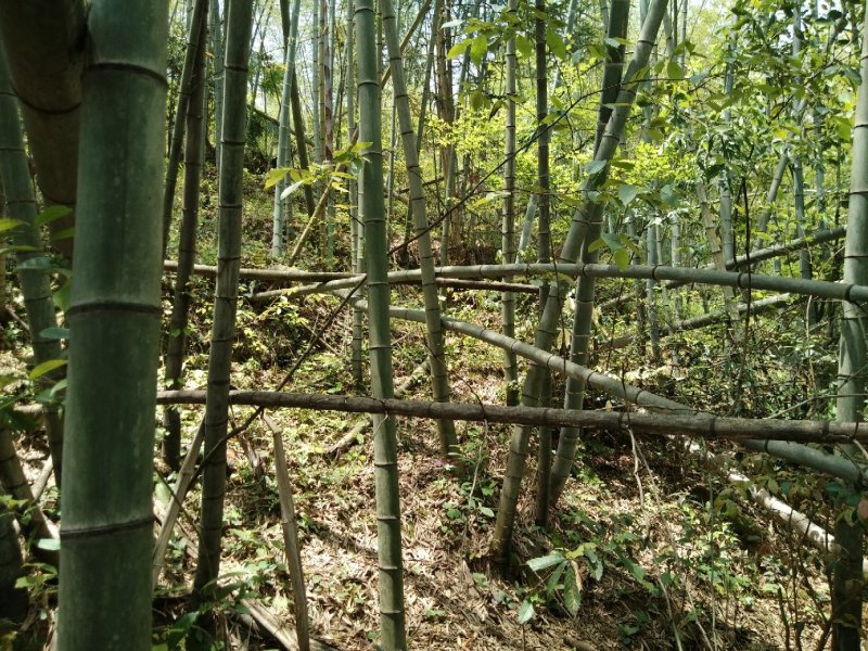 毛竹6cm以上6米以上
