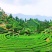 高山云雾茶，海拔一千多米，零污染，无一人