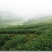 高山云雾茶，海拔一千多米，零污染，无一人