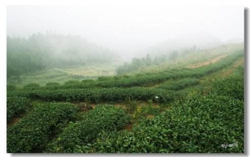 高山云雾茶，海拔一千多米，零污染，无一人