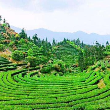 高山云雾茶，海拔一千多米，零污染，无一人