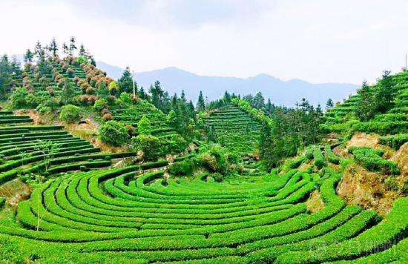 高山云雾茶，海拔一千多米，零污染，无一人