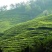 高山云雾茶，海拔一千多米，零污染，无一人
