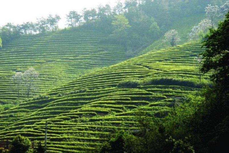 高山云雾茶，海拔一千多米，零污染，无一人