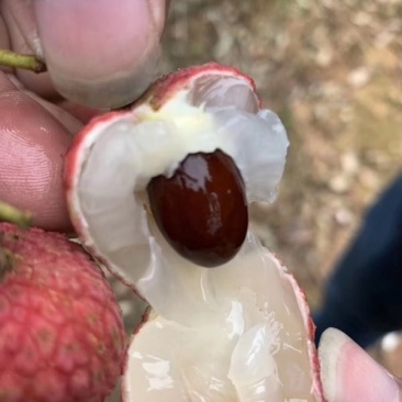 荔枝品种大量一手直供