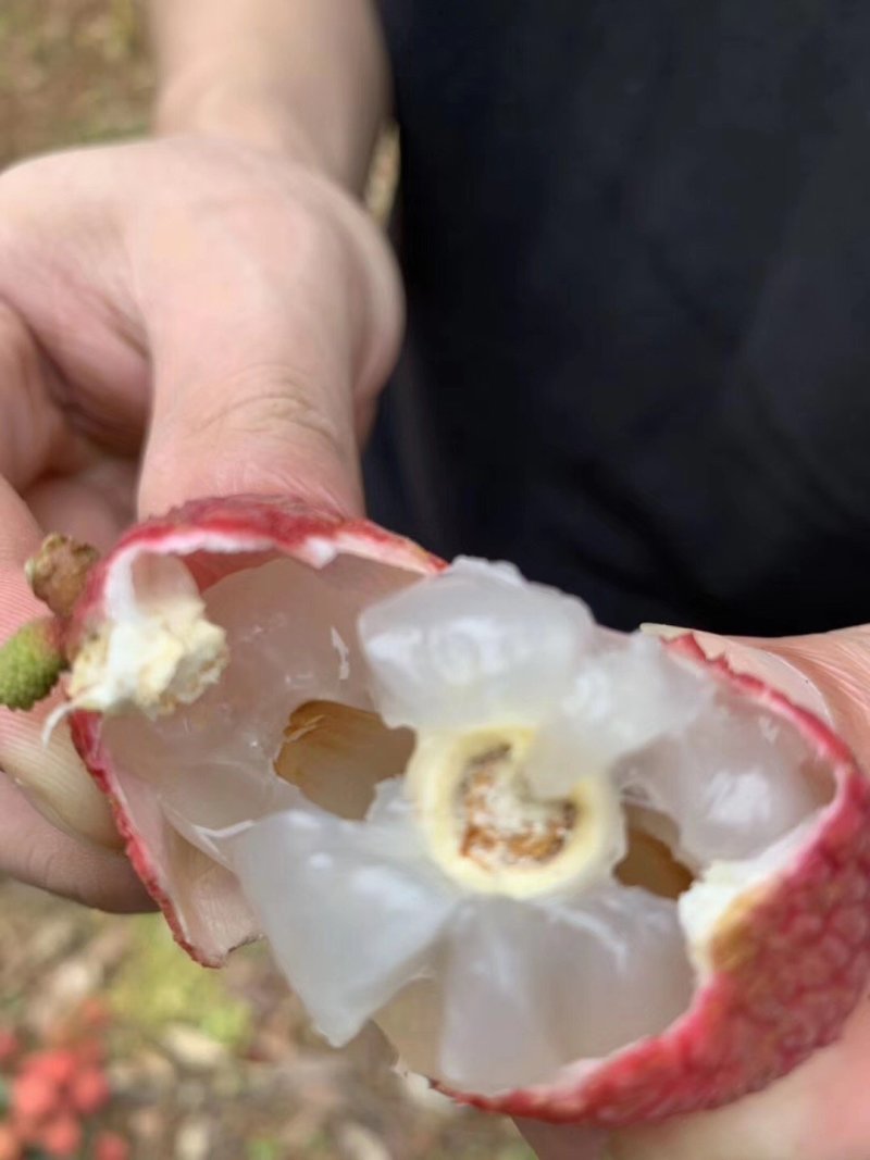 荔枝品种大量一手直供