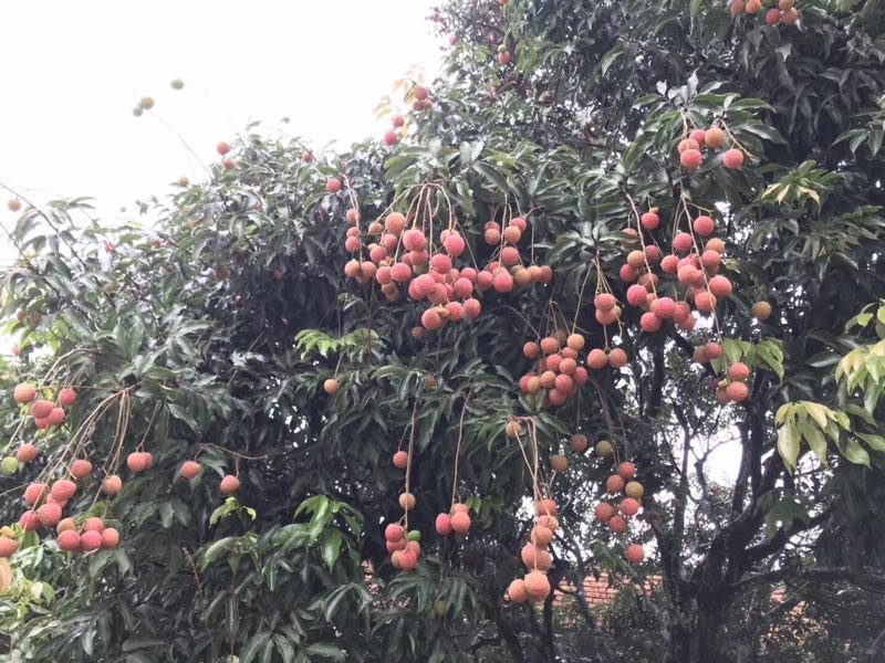 荔枝品种大量一手直供