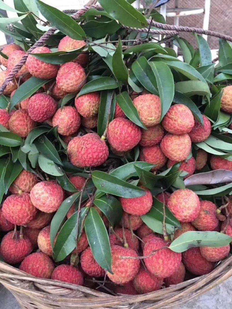 荔枝品种大量一手直供