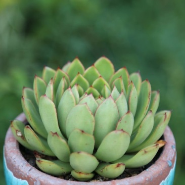 多肉植物