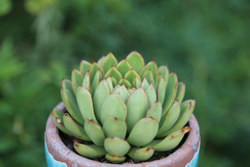 多肉植物