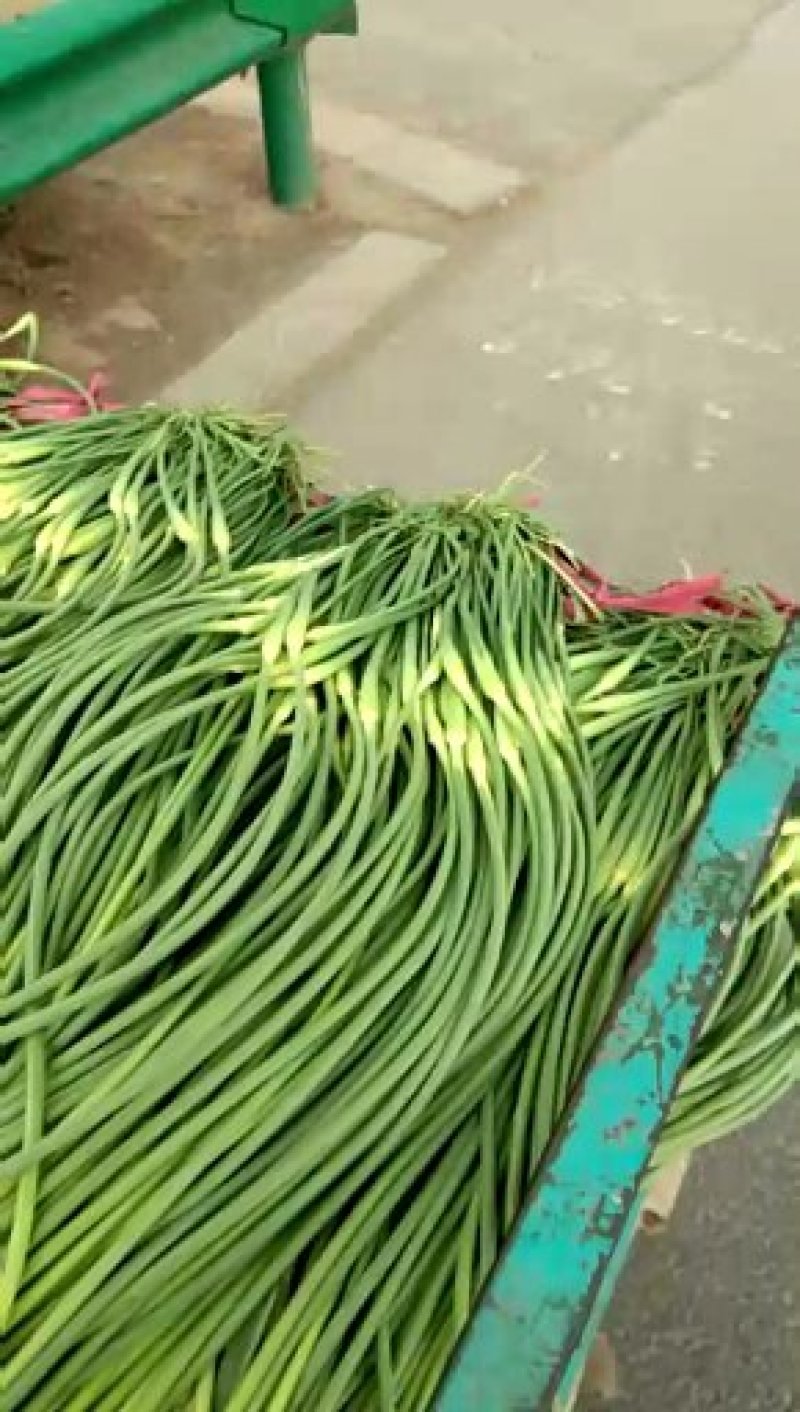 河北省邯郸市永年，白帽蒜薹，红帽蒜薹，欢迎老板过来采购