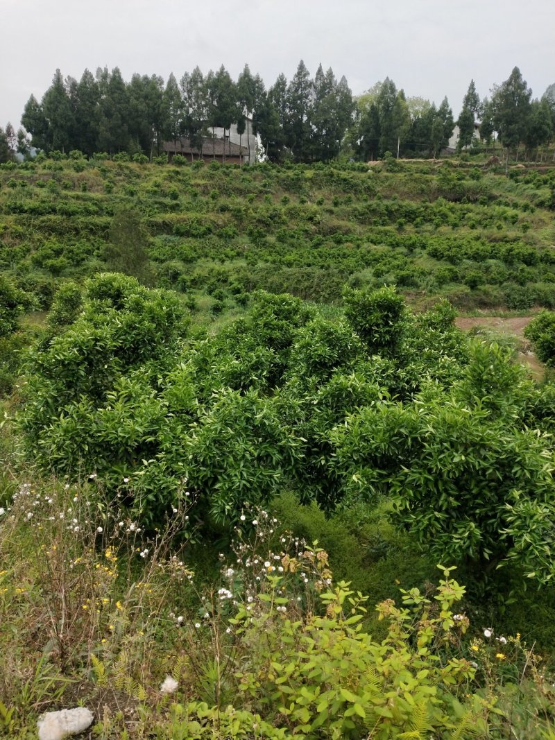 果园转让，柑橘园