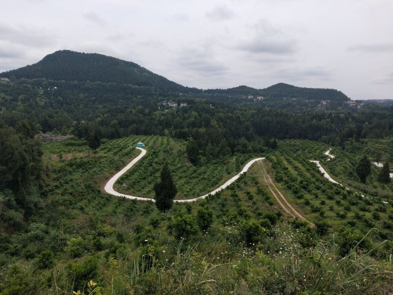 果园转让，柑橘园