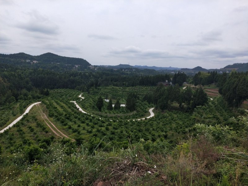 果园转让，柑橘园
