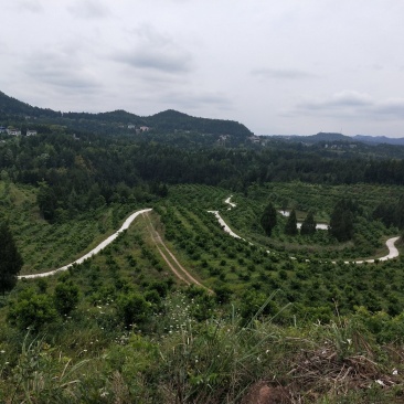 果园转让，柑橘园