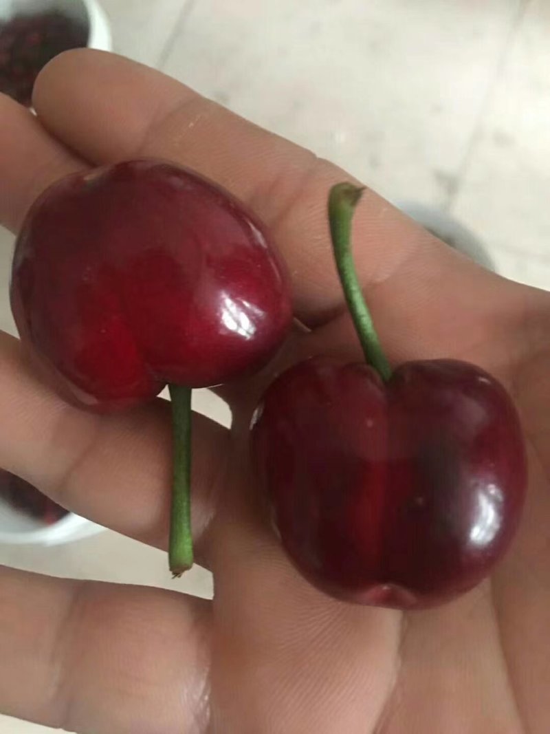 樱桃树，矮化樱桃树苗，低价出售。齐早樱桃树苗。