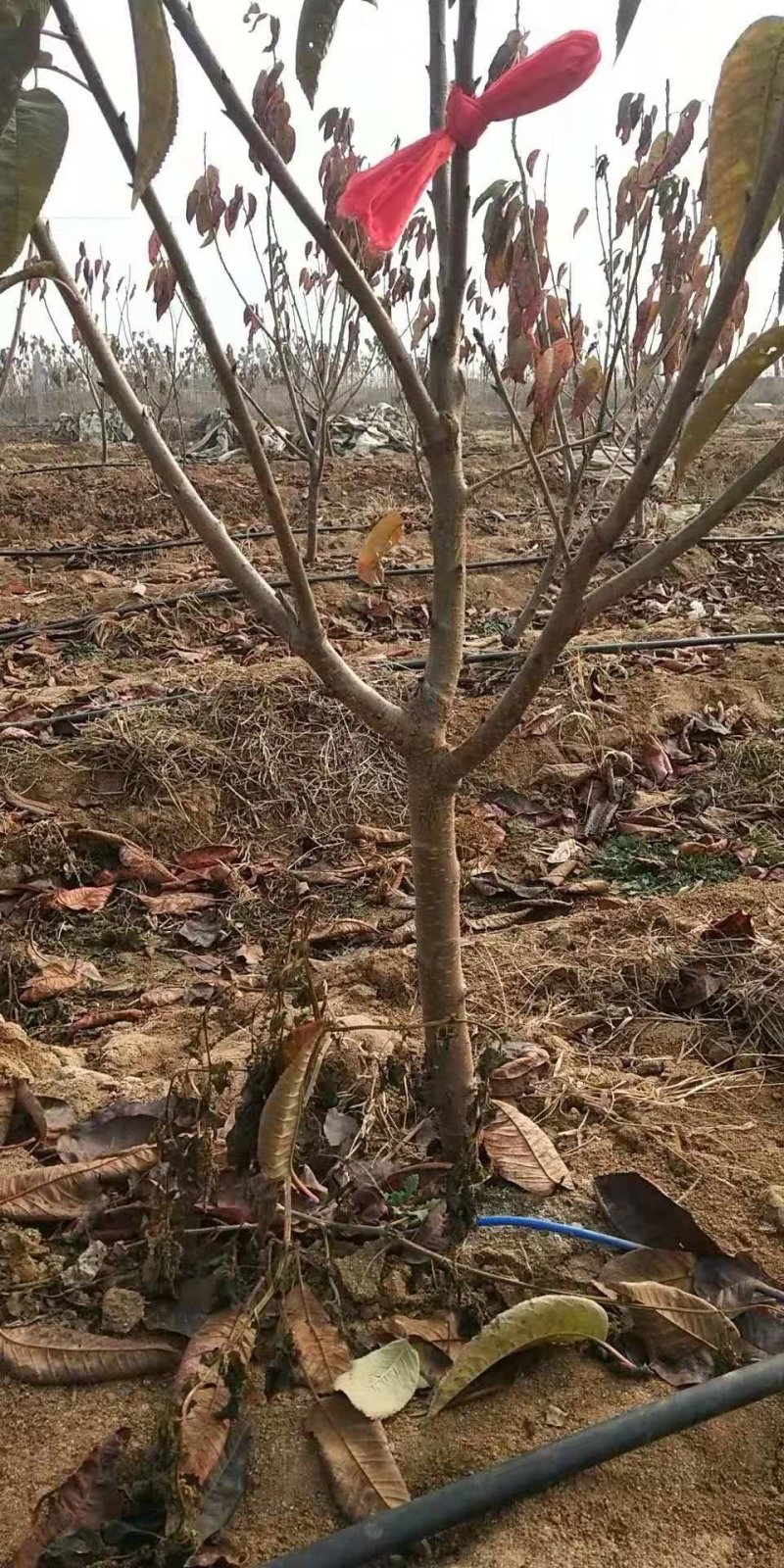 樱桃树，矮化樱桃树苗，低价出售。齐早樱桃树苗。
