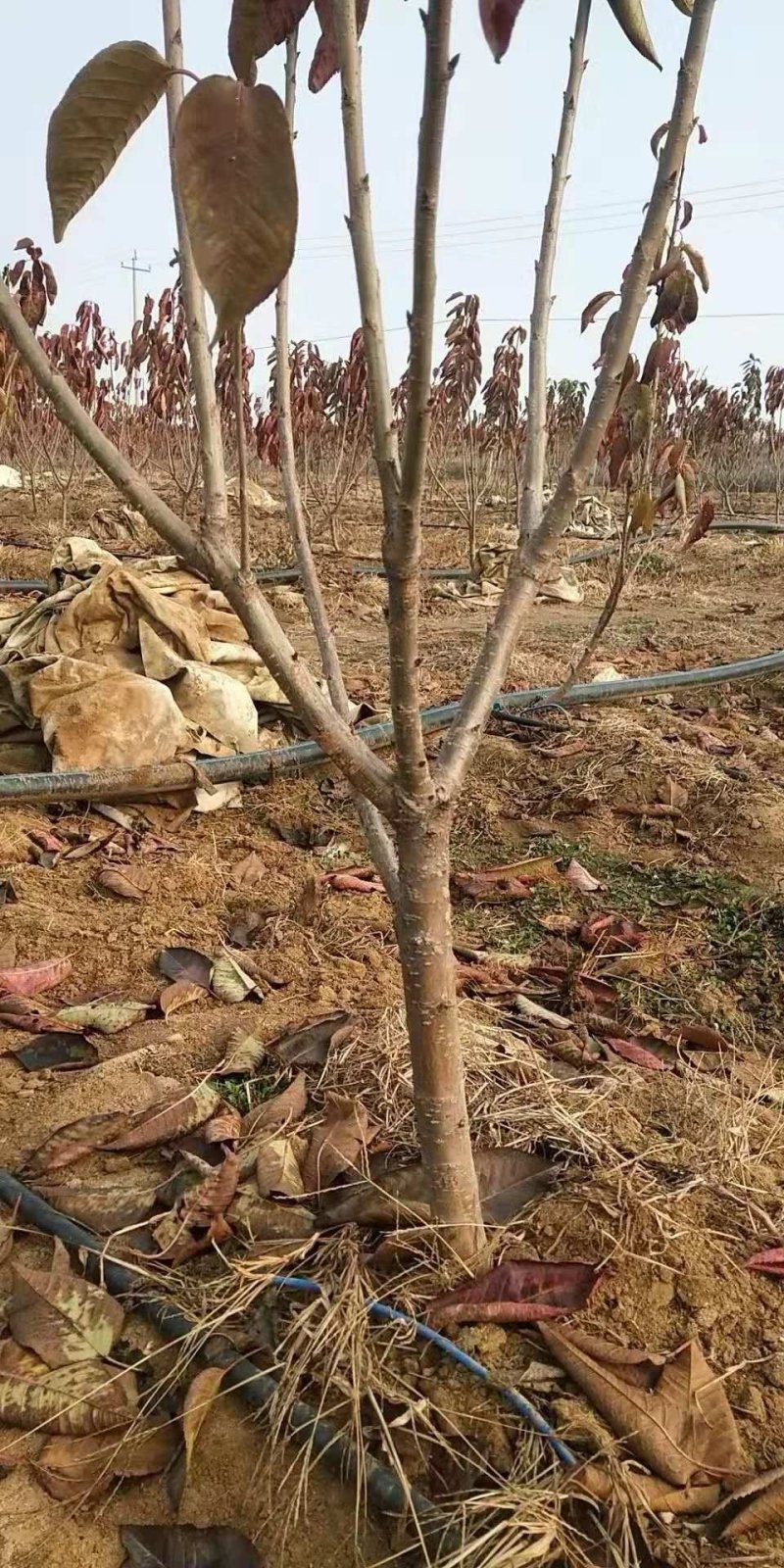 樱桃树，矮化樱桃树苗，低价出售。齐早樱桃树苗。