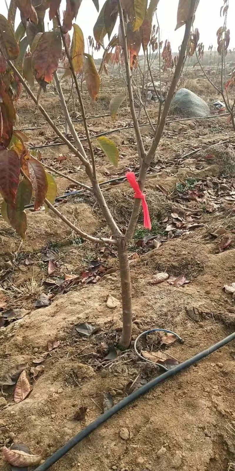 樱桃树，矮化樱桃树苗，低价出售。齐早樱桃树苗。