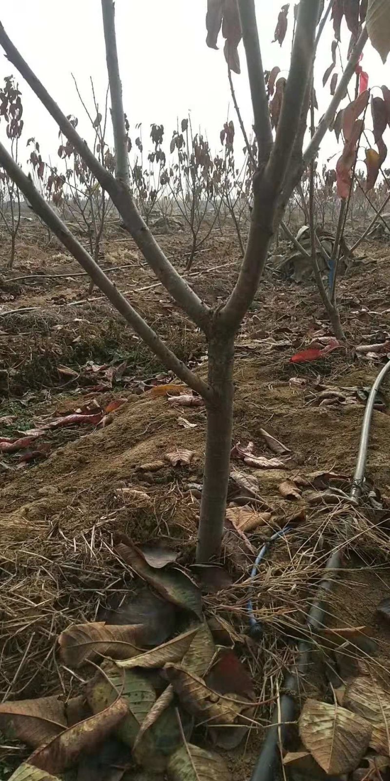 樱桃树，矮化樱桃树苗，低价出售。齐早樱桃树苗。