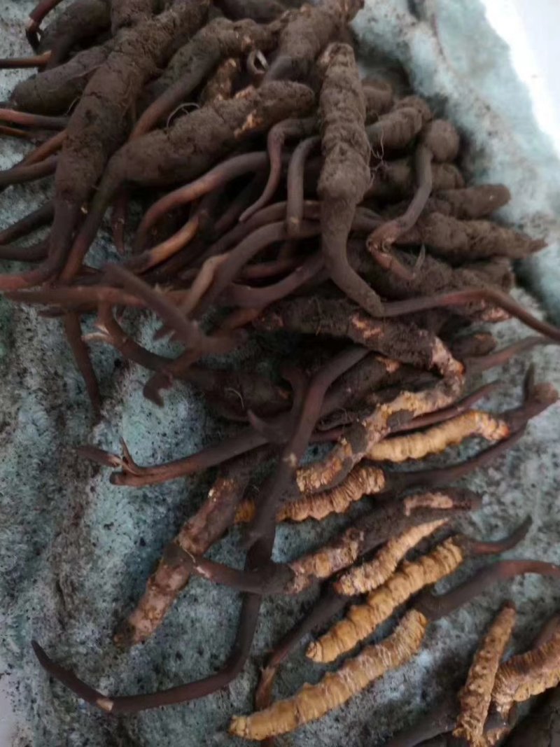 虫草