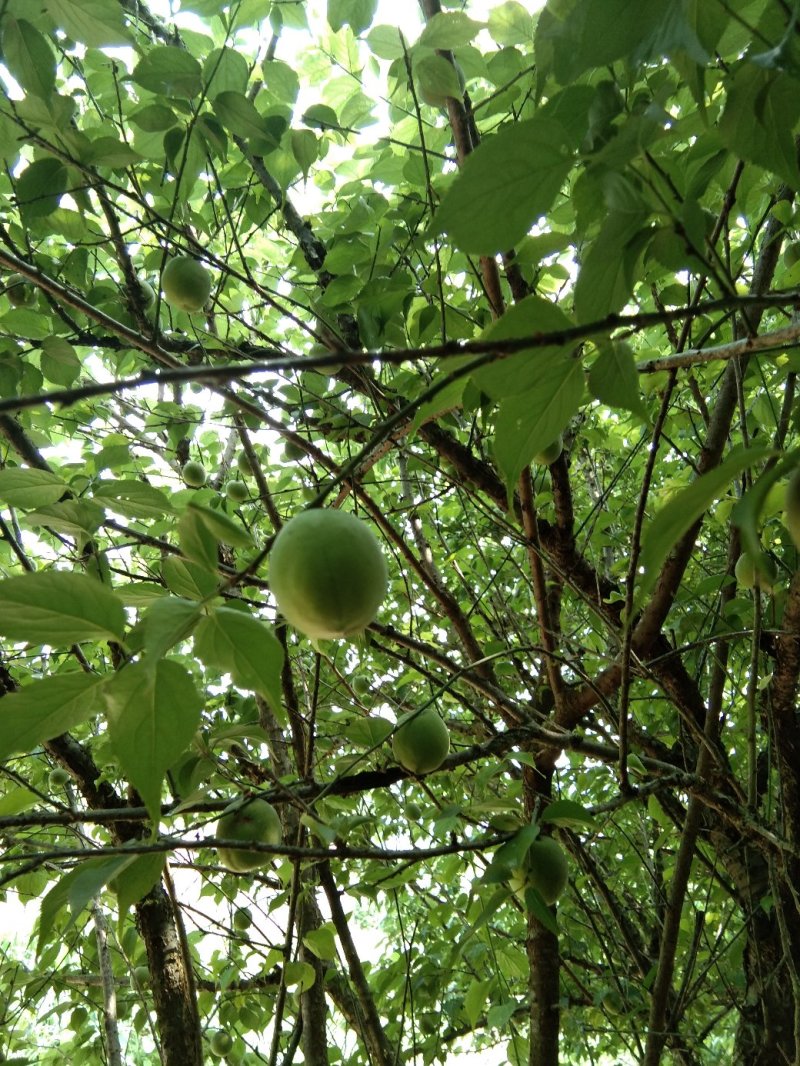 大青梅罗甘梅大量货源