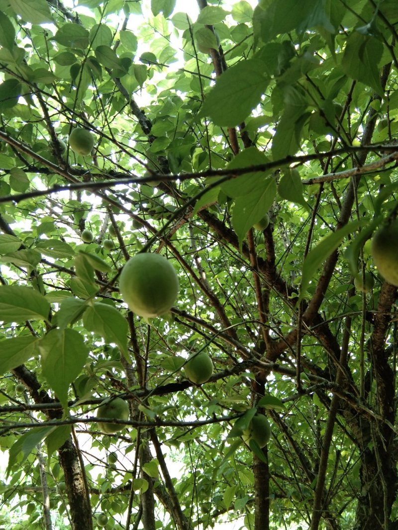 大青梅罗甘梅大量货源