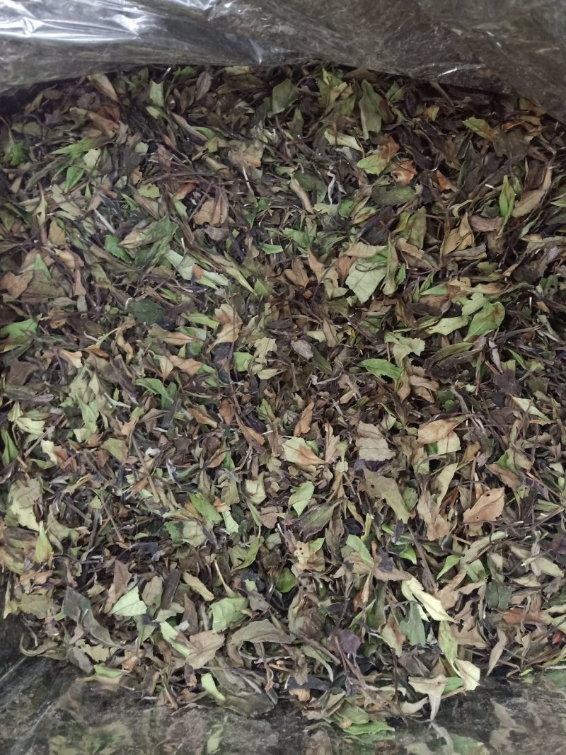 2019年头春白茶