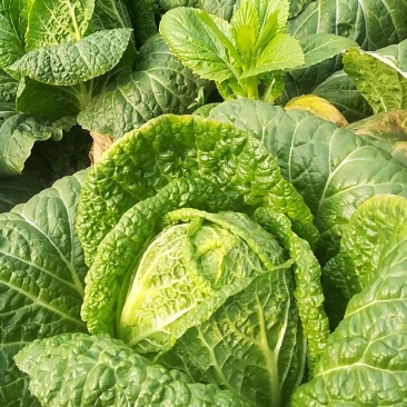黄心白菜