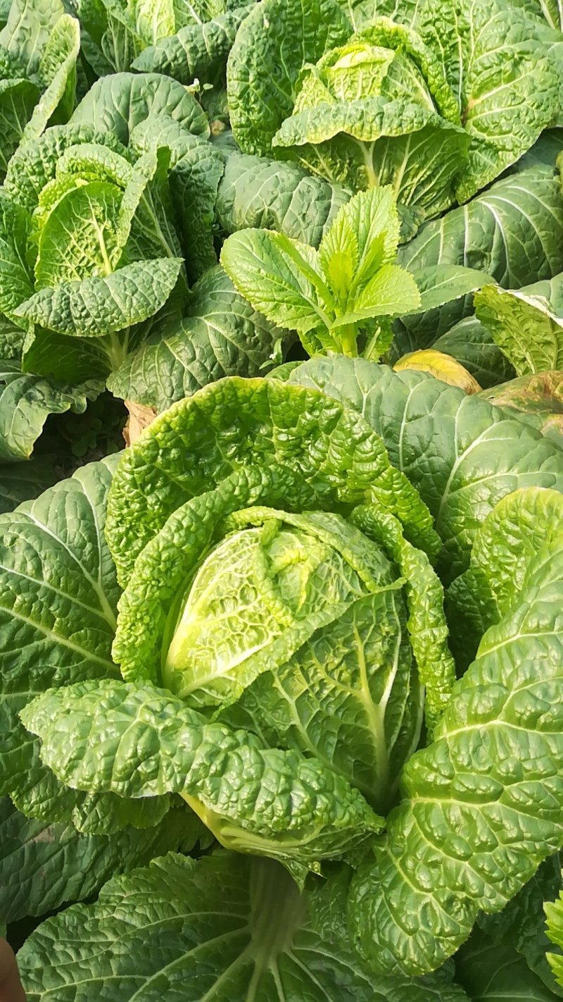 黄心白菜