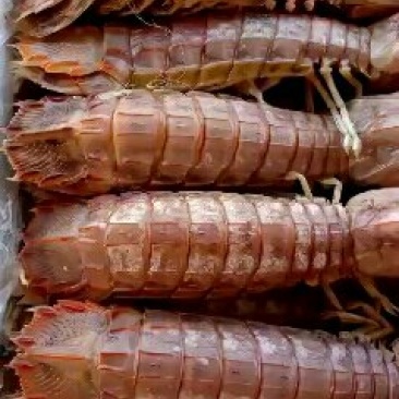 皮皮虾，熟冻，保肥满肉，一手货源，质量保证，价格优惠，