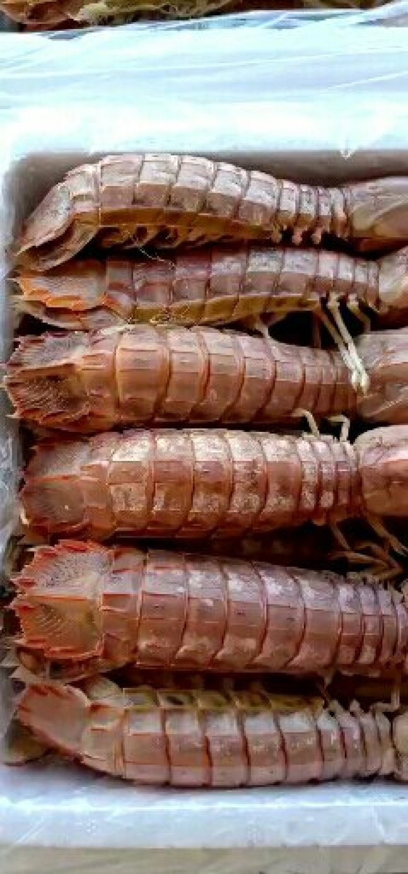 皮皮虾，熟冻，保肥满肉，一手货源，质量保证，价格优惠，