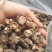 黄山野生香菇