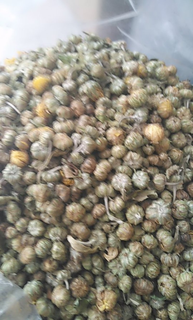 野菊花