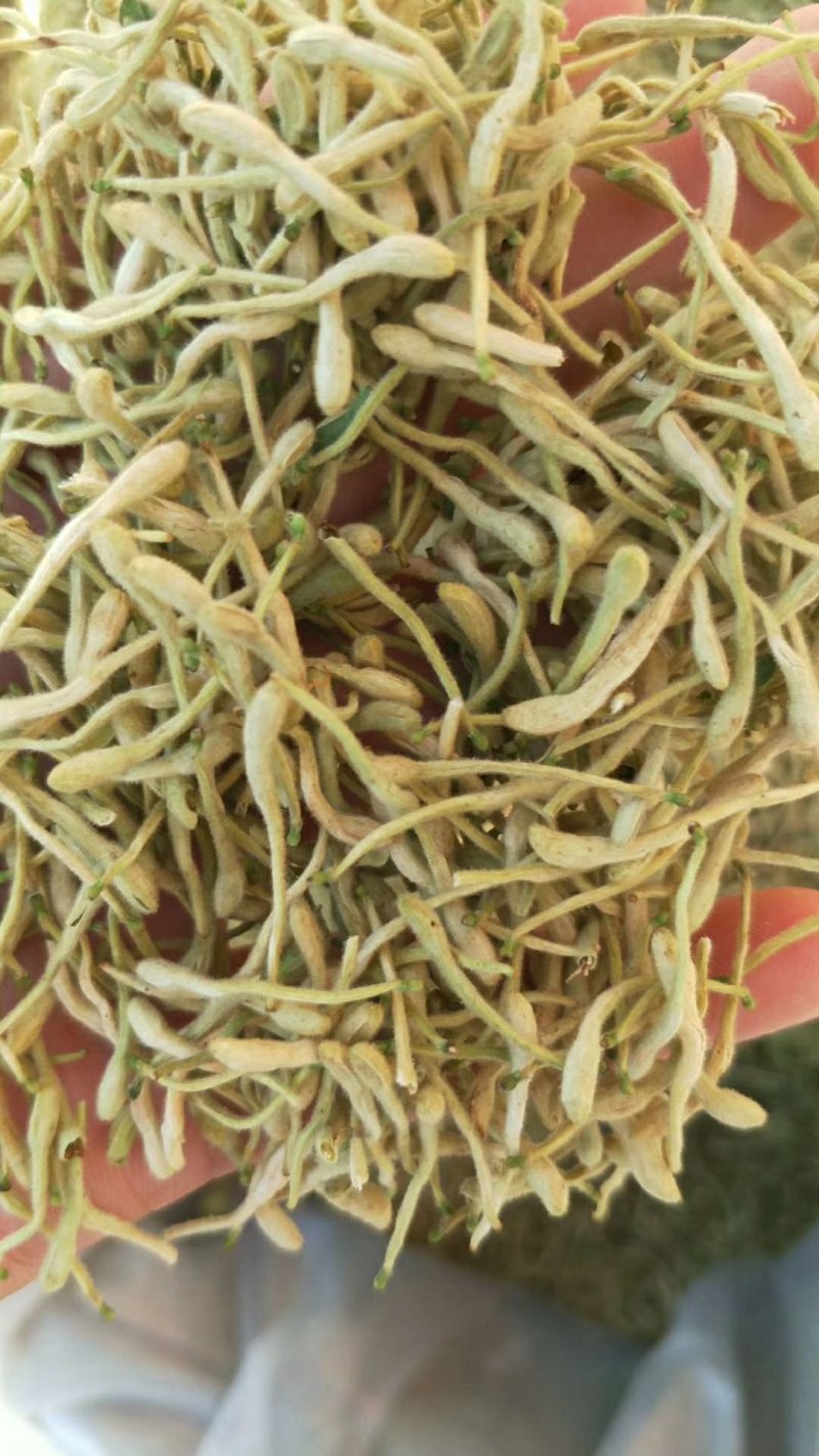 金银花头茬新货金银花山东河南金银花量大批发