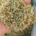 金银花头茬新货金银花山东河南金银花量大批发