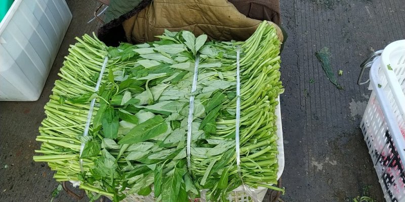 空心菜，