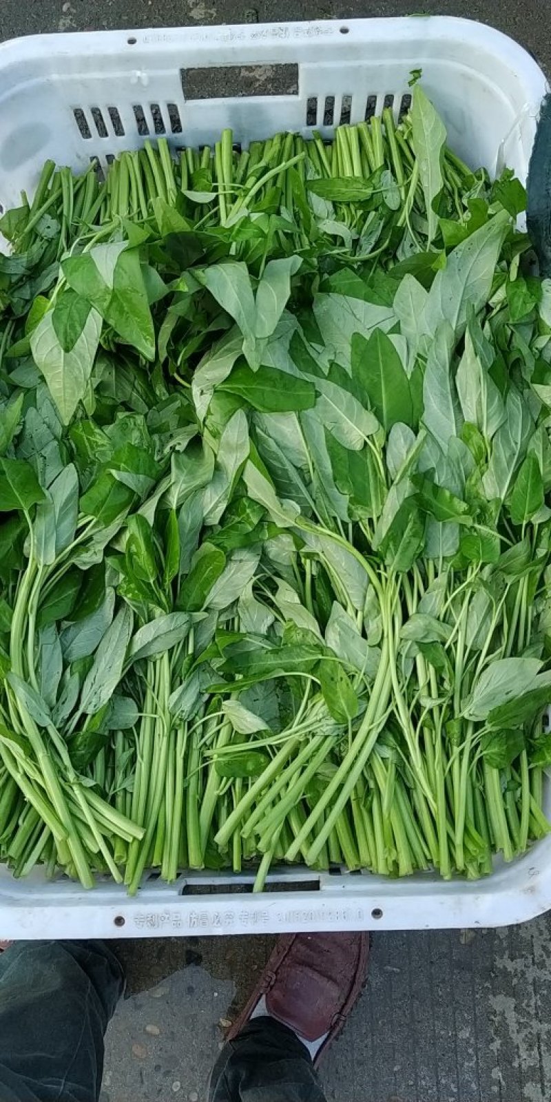 空心菜，